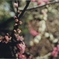 梅　その１