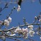 桜前線北上中