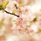 雨桜