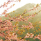 雨桜２