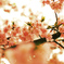 雨桜３