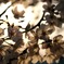 花翳し