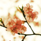 雨桜４