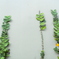 daun