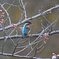 桜のつぼみとカワセミ（２）