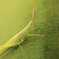 Mr,Green