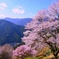 あたたかな春