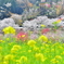 花々の山
