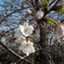 DSCN0453