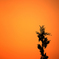 The inside of morning sun 