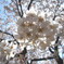 桜 。