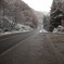 雪が降りました。