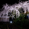 無量寺の夜桜１