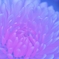 「デージー・ハバネラピンク」　花マクロ倶楽部♪