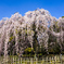 京都御所しだれ桜２０１４