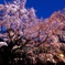 桜、降り注ぐ
