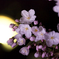 桜月夜