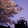夕桜