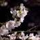 夜桜