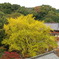 2009年　紅葉