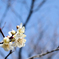 梅の花