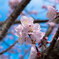 我が家の杏の花　2