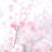 春色の柔らかさに包まれて