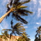palm tree