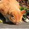 ねこ