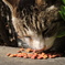ねこ