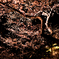 夜桜6