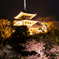 夜桜7