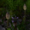 Fantastic field horsetail