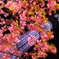 桜ツリー VIII
