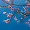 我が家の杏の花　1