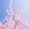 青空に向かって