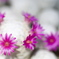サボテンの花