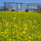 葛西臨海公園　菜の花