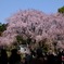 六義園 しだれ　