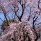 六義園　しだれ