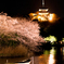 夜桜8