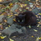 黒猫