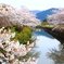 篠山の城跡の外堀の桜と空と 2