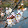 桜その２