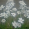春の星の花