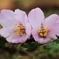 桜、地面で咲く。