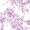 cherry blossoms 