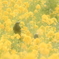 菜の花に囲まれて