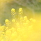 菜の花