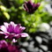 Light Up Flowers 01